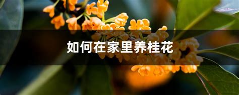 家種桂花|如何在家里养桂花